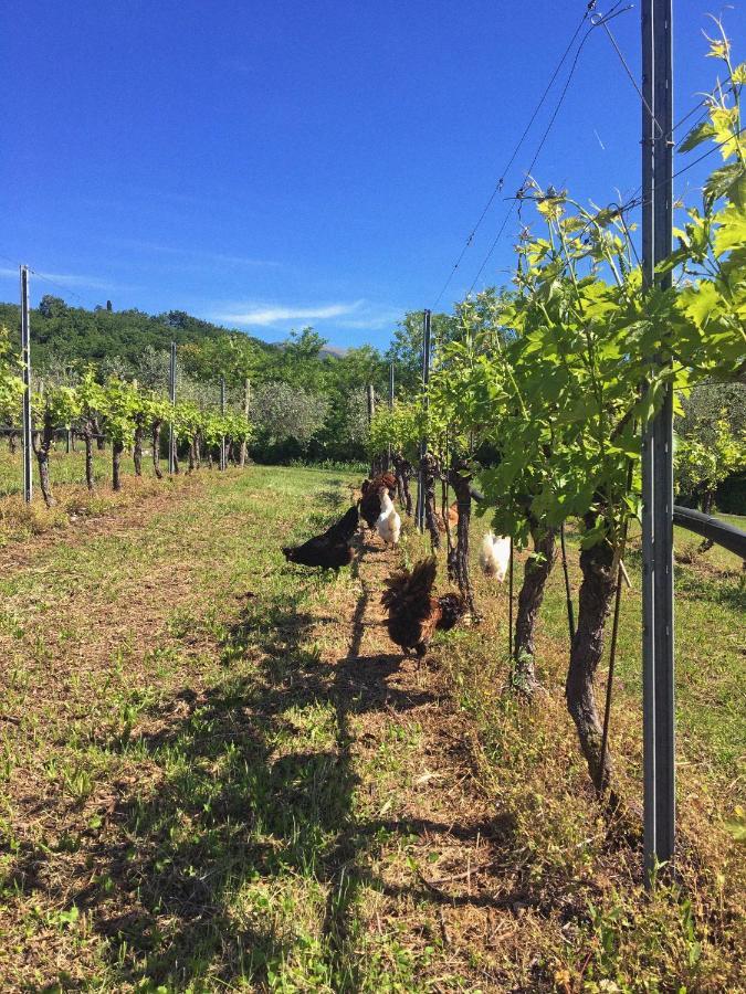 Agriturismo Ca' Cristane Rivoli Veronese 外观 照片